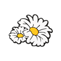 Daisies